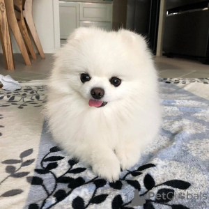 Photo №1. pomeranian - for sale in the city of Horgen | negotiated | Announcement № 17233