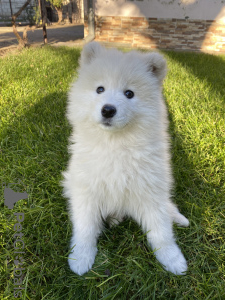 Photo №2 to announcement № 123540 for the sale of samoyed dog - buy in Moldova private announcement
