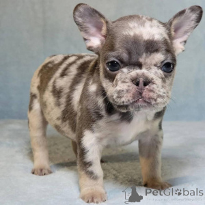 Photo №3. Beautiful French Bulldog Puppies. United States