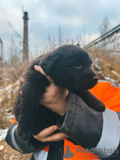 Photo №3. Baby puppies are urgently looking for a home!. Russian Federation