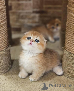 Photo №2 to announcement № 138361 for the sale of munchkin - buy in United States private announcement