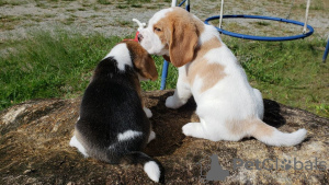 Photo №3. beagle puppy. Germany