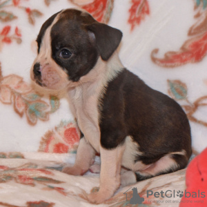 Photo №3. BOXER PUPPY FOR SALE. Colombia