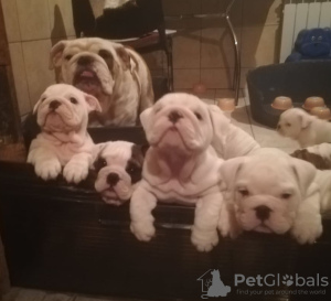 Photo №1. english bulldog - for sale in the city of Москва | negotiated | Announcement № 8359