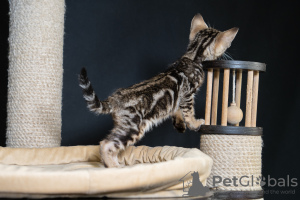 Photo №2 to announcement № 84324 for the sale of oriental shorthair - buy in Russian Federation breeder