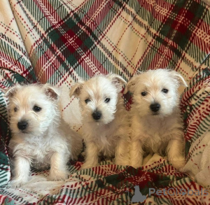 Photo №2 to announcement № 172892 for the sale of basset hound - buy in Dominican Republic private announcement