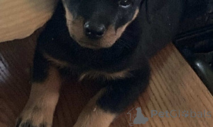 Photo №2 to announcement № 160037 for the sale of rottweiler - buy in Romania private announcement