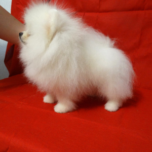 Photo №2 to announcement № 5757 for the sale of german spitz - buy in Russian Federation breeder