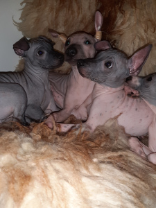 Additional photos: American hairless terrier