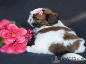 Photo №2 to announcement № 44904 for the sale of shih tzu - buy in Greece private announcement