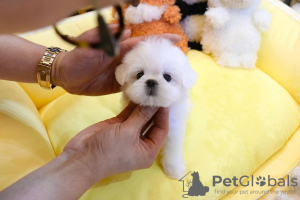Photo №1. maltese dog - for sale in the city of Stockholm | Is free | Announcement № 84883