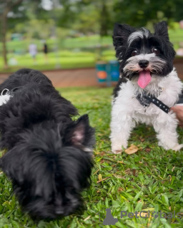 Photo №3. Toilet trained yorkshire. Spain