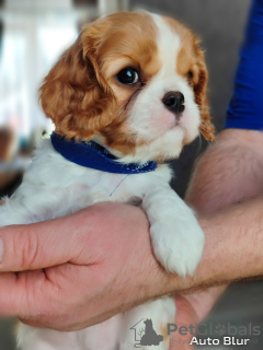 Photo №2 to announcement № 92313 for the sale of cavalier king charles spaniel - buy in Russian Federation private announcement