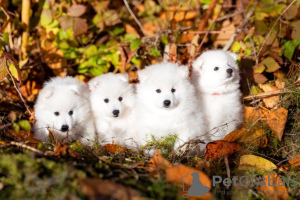 Photo №1. japanese spitz - for sale in the city of Tallinn | 1872$ | Announcement № 27753