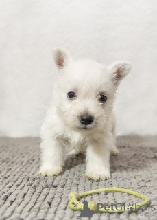 Photo №2 to announcement № 92130 for the sale of west highland white terrier - buy in Moldova from nursery