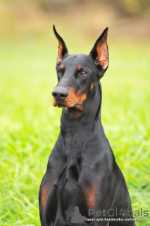 Photo №1. Mating service - breed: dobermann. Price - negotiated