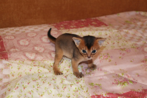 Photo №1. abyssinian cat - for sale in the city of Krasnoyarsk | 389$ | Announcement № 2038