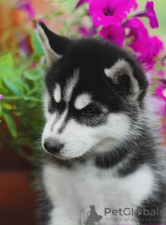 Photo №1. siberian husky - for sale in the city of Novosibirsk | 338$ | Announcement № 11582