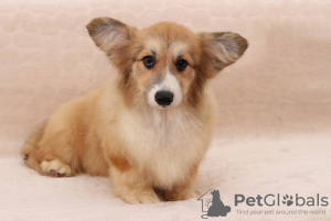 Photo №2 to announcement № 12239 for the sale of welsh corgi - buy in Ukraine breeder