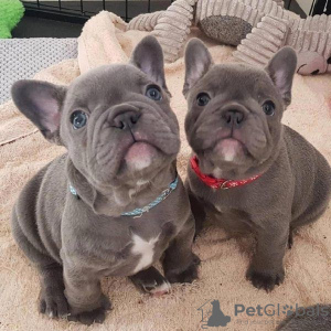 Photo №1. french bulldog - for sale in the city of Зальцбург | negotiated | Announcement № 88739