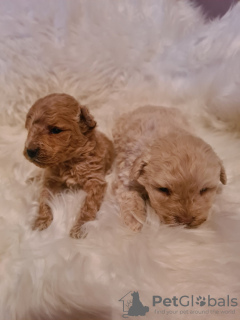 Photo №2 to announcement № 36937 for the sale of maltipu - buy in Serbia 