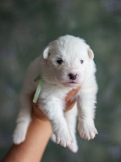 Photo №2 to announcement № 6326 for the sale of samoyed dog - buy in Russian Federation breeder