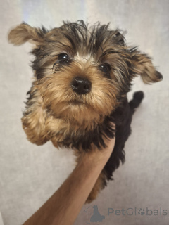 Photo №3. Purebred Yorkshire Terrier puppies. . Finland