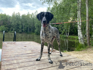Photo №1. german wirehaired pointer - for sale in the city of Москва | Is free | Announcement № 64198