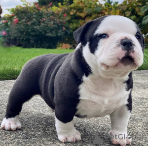 Photo №1. american pit bull terrier - for sale in the city of Bremen | negotiated | Announcement № 138321