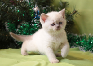 Photo №3. I offer to reserve British Shorthair kittens blue and lilac color point. Russian Federation