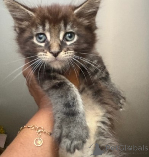 Photo №4. I will sell maine coon in the city of Detmold.  - price - 929$
