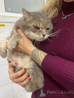 Photo №3. A beautiful large gray cat named Kotya is settling in.. Russian Federation