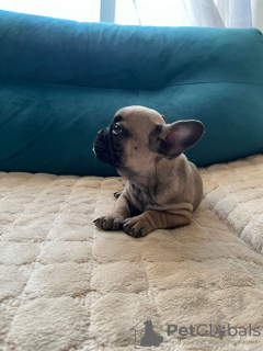 Photo №4. I will sell french bulldog in the city of Lazarevac. private announcement - price - negotiated