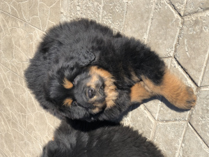 Photo №1. tibetan mastiff - for sale in the city of Mound | negotiated | Announcement № 6192