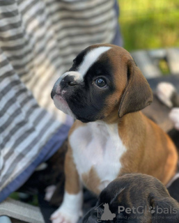 Photo №2 to announcement № 131706 for the sale of boxer - buy in Australia private announcement