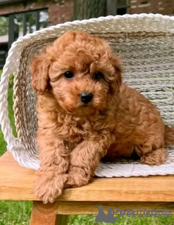 Photo №2 to announcement № 157887 for the sale of poodle (toy) - buy in Slovakia 