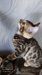 Photo №1. bengal cat - for sale in the city of Смолевичи | 340$ | Announcement № 102778