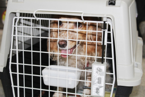 Photo №1. Services for the delivery and transportation of cats and dogs in the city of Kiev. Announcement № 275