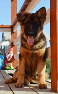 Photo №2 to announcement № 2192 for the sale of german shepherd - buy in Russian Federation from nursery, breeder