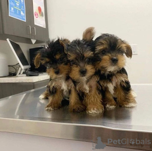 Additional photos: Yorkshire terrier puppy