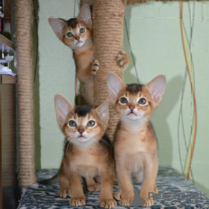 Photo №1. abyssinian cat - for sale in the city of Überlingen | 329$ | Announcement № 149184