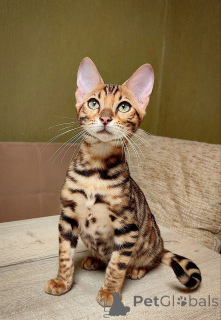 Photo №1. bengal cat - for sale in the city of Nyköping | 706$ | Announcement № 153271