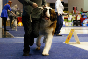 Additional photos: Proposed St. Bernard male for mating.