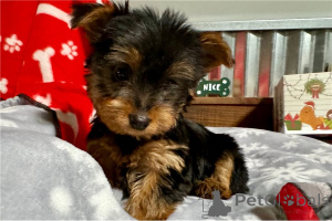 Photo №1. non-pedigree dogs - for sale in the city of Arrondissement de Berchtesgaden-Campagne | negotiated | Announcement № 155845