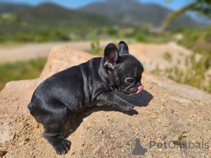 Photo №1. french bulldog - for sale in the city of Manhattan Beach | 750$ | Announcement № 105754