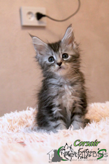 Photo №2 to announcement № 17604 for the sale of maine coon - buy in Russian Federation private announcement, from nursery, breeder