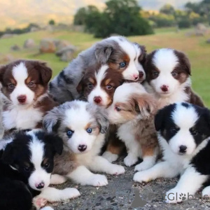 Photo №1. border collie - for sale in the city of Hannover | 370$ | Announcement № 74424