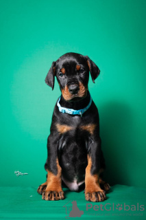 Additional photos: Doberman puppies for sale