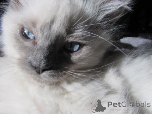 Photo №4. I will sell ragdoll in the city of Charleston. breeder - price - 600$