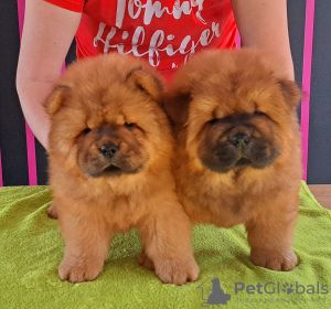 Photo №1. non-pedigree dogs - for sale in the city of Prusy | 1902$ | Announcement № 40293
